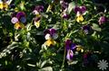 Horned pansy